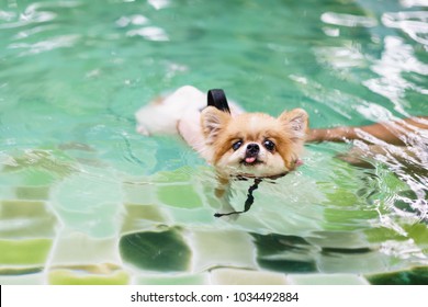 Pomeranian Dog Wear Life Jacket And Swim In Swimming Pool , Dog Exercise, Rehabilitation For Canine Arthritis, Summer Activity Of Family, Healthy Pet Concepts.