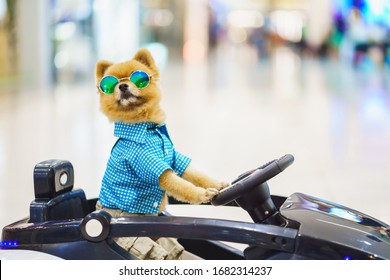 Pomeranian dog wearing in blue plaid shirt and sunglasses driving convertible car with blur background, Pomeranian dog driver.