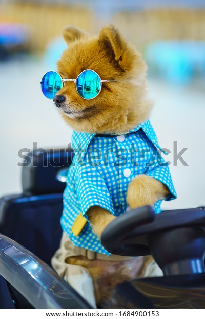 Pomeranian dog wearing in blue plaid shirt and\
sunglasses driving convertible car with blur background, Pomeranian\
dog driver.