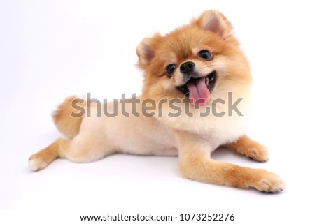 Pomeranian dog with white backdrop.
