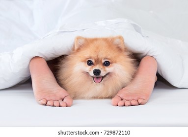 Pomeranian dog with woman feet under blanket.