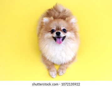 Pomeranian dog with yellow backdrop.