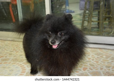 Pomeranian dogs being photographed . - Shutterstock ID 1444742321