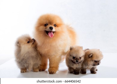 pomeranian dogs on white background ,selective focus