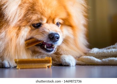 Imagenes Fotos De Stock Y Vectores Sobre Dog Hairstyles