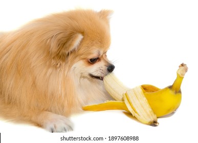 Pomeranian Eats A Banana. Dog Eating Fruit On White Background. Pomeranian Elite Isolate. Food