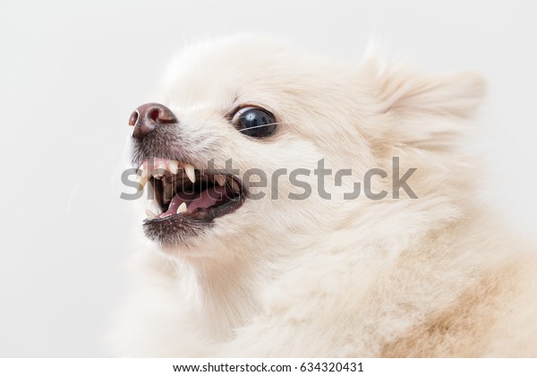 Pomeranian Getting Angry Stock Photo (Edit Now) 634320431