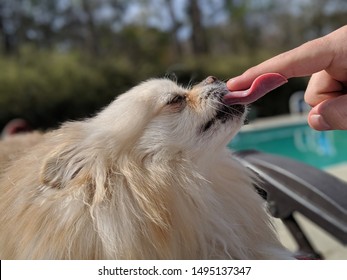 A Pomeranian Licking The Finger Of Her Owner.