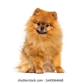 Pomeranian looking at the camera, isolated on white