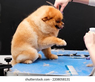 Pomeranian On The Grooming Table During The Haircut.