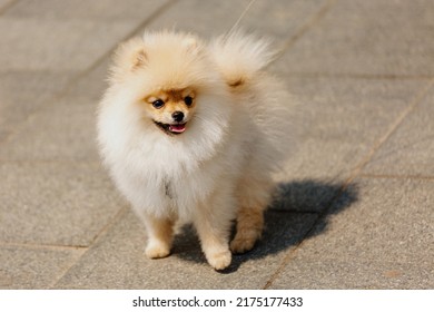 Pomeranian On A Leash On The Street.