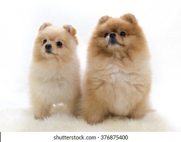 Pomeranian Boo Images Stock Photos Vectors Shutterstock