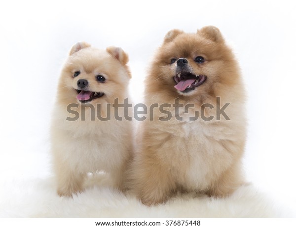 Pomeranian Portrait Two Cute Dogs Sitting Stock Photo Edit Now