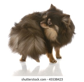 pomeranian puppy chasing her tail or smelling her backside