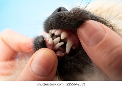 Pomeranian puppy and dental issues, malocclusion and baby teeth closeup, double milk fang - Shutterstock ID 2255642533