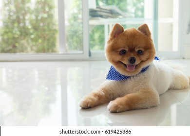 Pomeranian Puppy Dog Grooming Short Hair Style, Cute Pet Happy Smile In Home With Clean White Tile Floor