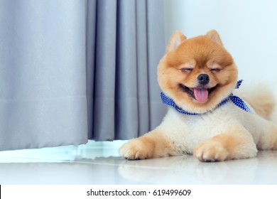 pomeranian puppy dog grooming short hair style, cute pet happy smile in home with clean white tile floor