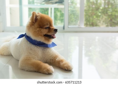 Dog Grooming Happy Stock Photos Images Photography Shutterstock