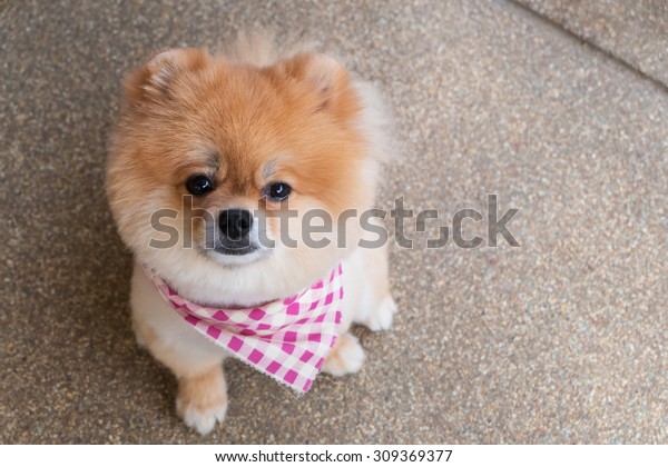 Pomeranian Puppy Dog Grooming Short Hair Stock Photo Edit Now