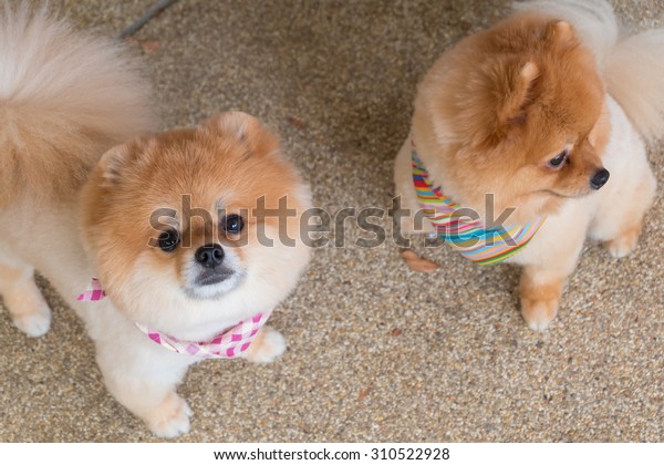 Pomeranian Puppy Dog Grooming Short Hair Stock Photo Edit Now