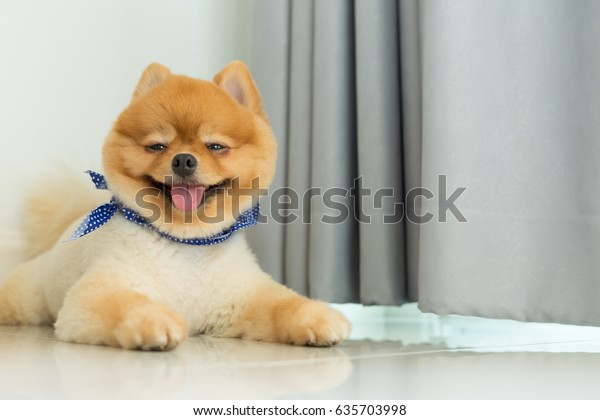 Pomeranian Puppy Dog Grooming Short Hair Stock Photo Edit Now