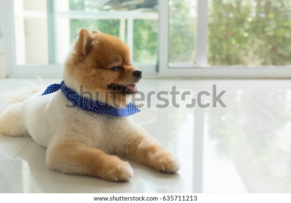 Pomeranian Puppy Dog Grooming Short Hair Stock Photo Edit Now