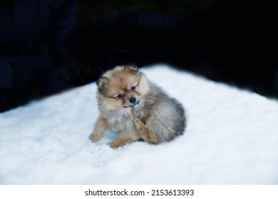 Pomeranian Puppy Dog On White Snow 