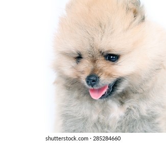 Similar Images Stock Photos Vectors Of Cute Shaggy Wire Haired Mongrel Dog Isolated On White Background With Shallow Focus On Pleading Eyes Shutterstock