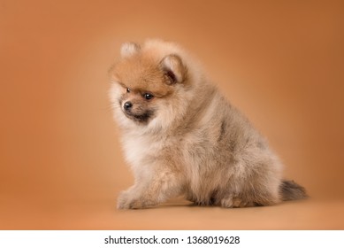 Pomeranian puppy on a red background