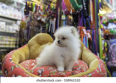 Pomeranian Puppy In Pet Store