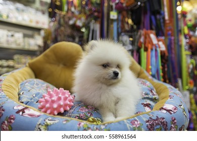 Pomeranian Puppy In Pet Store