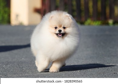 Pomeranian Puppy Running To A Man