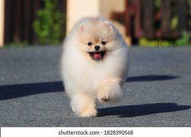 Pomeranian Puppy Running To A Man