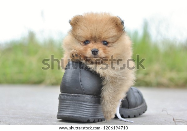 pomeranian shoes