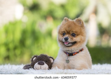 toy teddy bear pomeranian