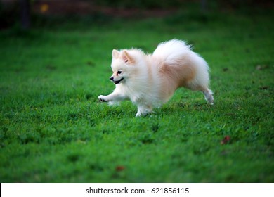 Pomeranian run in grass field, Dog running