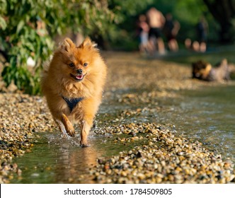 Pomeranian Running On The Shore