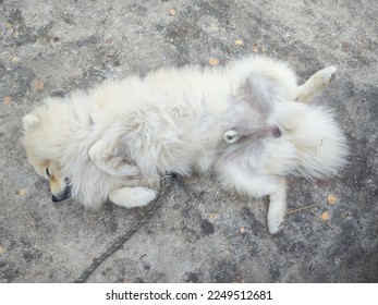 A Pomeranian in a safe place. - Shutterstock ID 2249512681