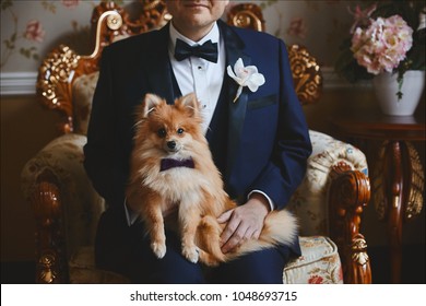 Pomeranian small dog in bow tie sits on the knees of groom