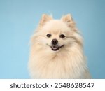A Pomeranian is smiling at the camera while sitting on a light blue background. The fluffy coat and cheerful expression are the main focus of this image.