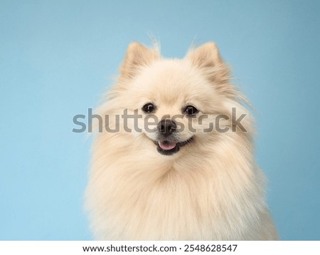 A Pomeranian is smiling at the camera while sitting on a light blue background. The fluffy coat and cheerful expression are the main focus of this image.