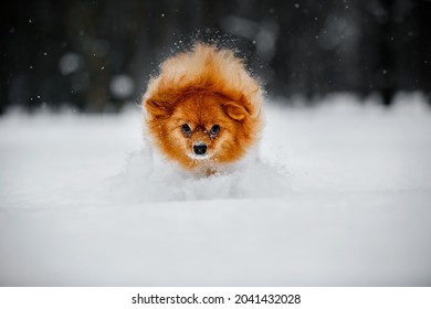 Pomeranian In The Snow. Running Dog