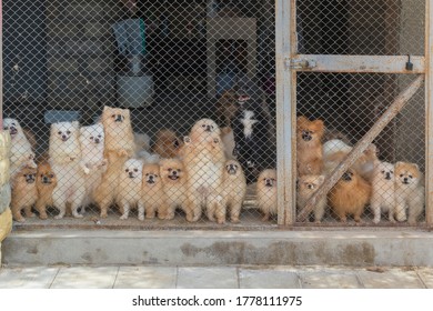 Pomeranian Spitz In The Aviary For Dog Breeding