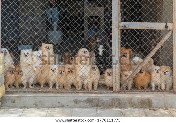 Pomeranian Spitz in\
the Aviary for Dog\
Breeding