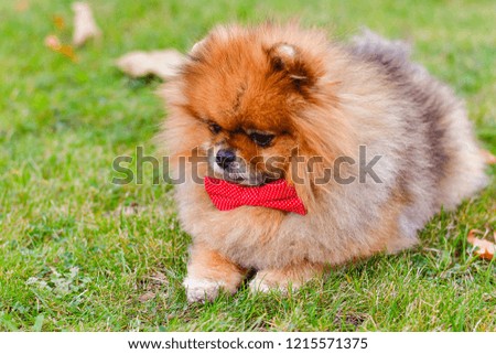 Pomeranian  spitz- dog with bow tie outdoor  in a sunny autumn day
