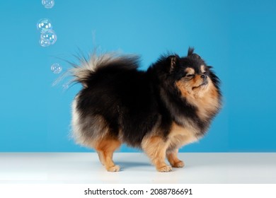 Pomeranian Spitz Dog Fart. Gas And Indigestion. Wrong Dog Food, The Cause Of Poisoning, Diseases And Constipation. Pets Diet.