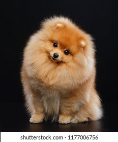 Pomeranian Spitz Dog On Isolated Black Background In Studio