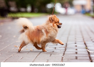 Pomeranian spitz dog on a walk. Dog outdoor. Beautiful dog