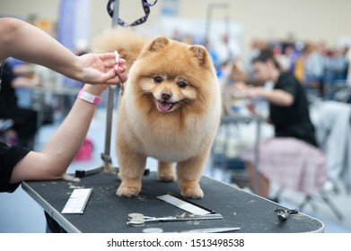 Pomeranian Spitz At The Dog Show, Grooming On The Table