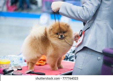 Pomeranian Spitz At The Dog Show, Grooming On The Table